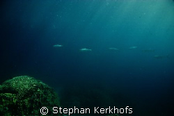 Milkfish (Chanos chanos) taken at Middle garden Sharm el ... by Stephan Kerkhofs 